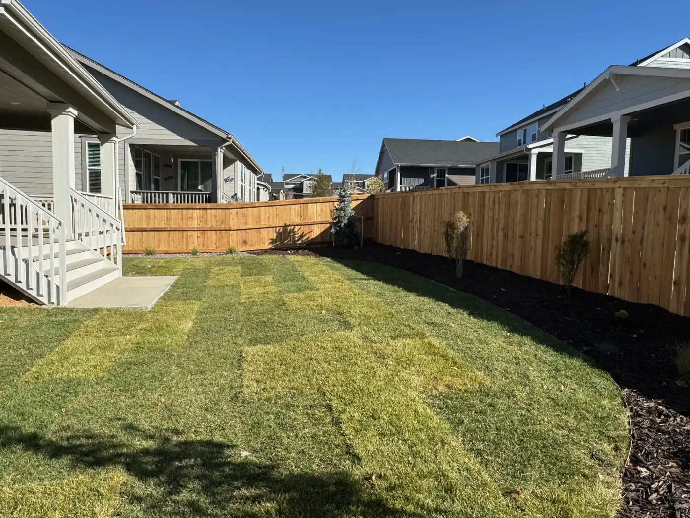 Fresh sod in a backyard Fresh sod rolled out in a fenced backyard with mulch beds and young trees in Parker, CO